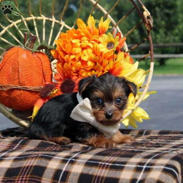 Princeton, Yorkie Puppy